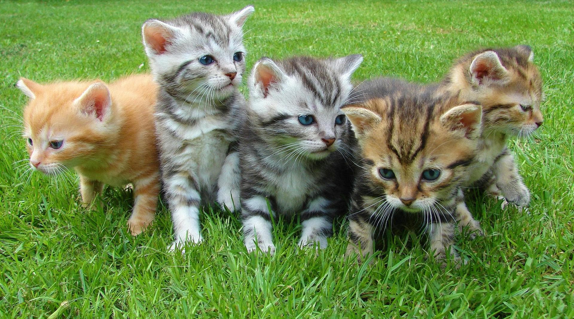 Emergency vets in St. Neots